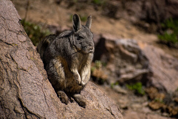 Wild brown vizcacha posing on rocks
