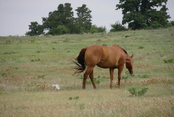 Wide shot of a horse grazing in a meadow with a white egret behind him