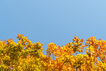 Fototapeta premium Autumnal view of yellow leaves with blue sky