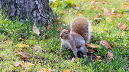 View of an eastern grey squirrel on the grass with fallen leaves in a park