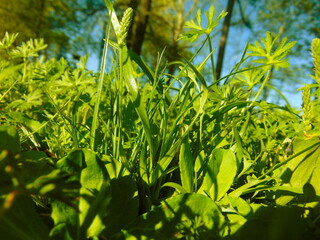 Nature 2