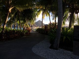Sunrise Over Palm Trees on Island Vacation