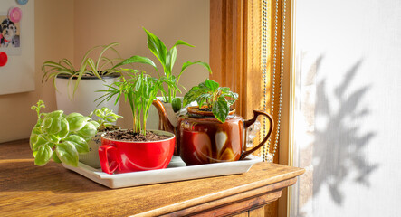 House plants grown in recycled cups, mug and tea pot displayed on a tray near a sunny window, recycle, reuse, up cycle for sustainable living and gardening