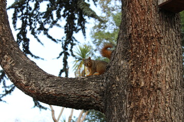 Squirrel in Tree