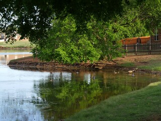 Obraz premium Lakeside view with the trees reflected in the water, with ducks swimming
