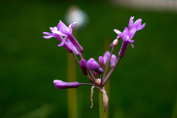 Purple lily in the garden in the sunlight

