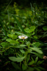 butterfly on a flower