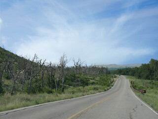Fototapeta premium Roadside view of leafless trees leftover from a forest fire at the Wichita Mountains, Oklahoma