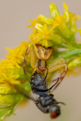 Yellow Crab Spider and Fly Close up
