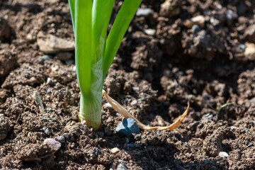 A single stalk of green onion growing in organic soil. There are eggshells and bits of organic matter in the ground.  The vegetable has a stem with three stalks coming up from the base. 