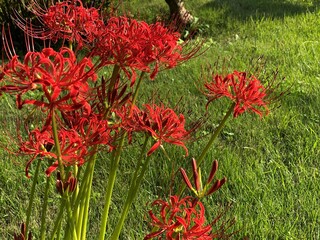 ヒガンバナの咲く庭