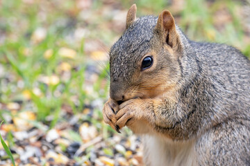 Close Up of a Gray Squirrel Feeding