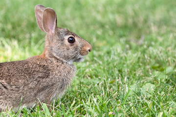 Close Up of a Rabbit on Grass