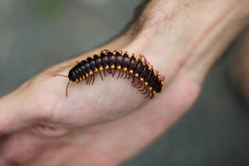 caterpillar on a leaf