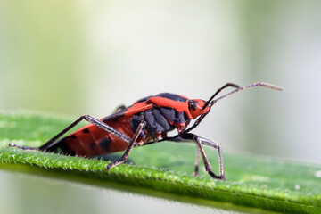 Macro of a Large Milkweed Bug