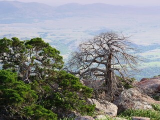 Wide view of a leafless tree surrounded by huge boulders at the peak of Mt. Scott, Oklahoma, USA.