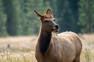 Female elks (cow) grazes in the grassy marsh of the Madison River in Yellowstone National Park. Tounge out