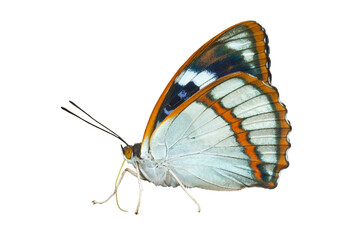 Butterfly (Apatura schrencki)