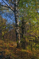 Beautiful landscape in autumn birch grove. Autumn, yellow birch forest, nature autumn landscape.
