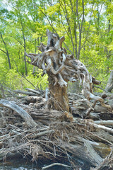 Fototapeta na wymiar Big crooked tree stump