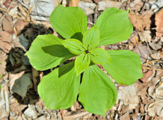 Blooming noxious herb Paris (Paris hexaphylla)