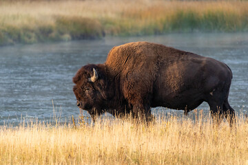 Bison near the Madison River in Yellowstone National Park in the morning sunrise