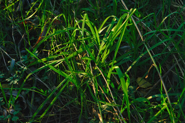 Green grass background texture. Green lawn texture background. Top view.