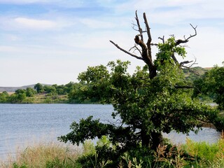 Small tree at the banks of Lake Elmer Thomas in Oklahoma