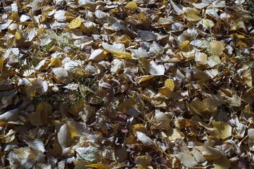 Photo of autumn leaves. The leaves have fallen and are lying on the ground in a dense layer. In gray, steel and yellow colors.
