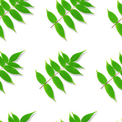 Seamless pattern. Green leaves isolated on a white background