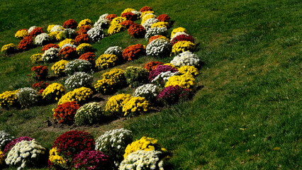 Fototapeta premium A flower bed in a city park. Floral background for web design.