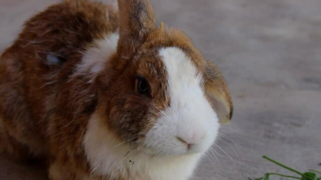 Conejo beb&eacute; color marr&oacute;n con blanco comiendo  alimento 