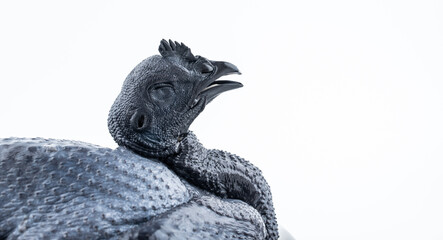A fresh black chicken on white background