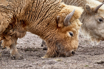 Fototapeta premium Close up of a White Bison Grazing