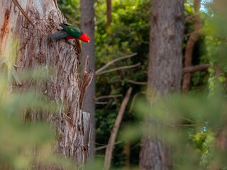 King Parrot On Gum