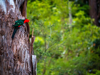 King Parrot On Trunk