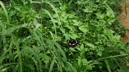 Green grass with a small colored butterfly