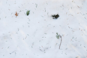 枯れ葉　冬　雪