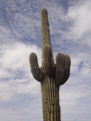 saguaro cactus in the desert