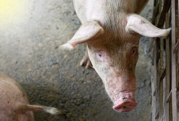 Dirty pigs on a non-standard farm, fair light.