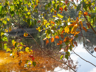 Fototapeta na wymiar Leaves Next to a Dam