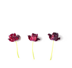floral concepts. three beautiful dark red tulips on a white background. square frame, top view, copy space