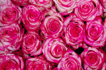 beautiful background pink roses