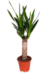 Yucca in a flower pot. Isolated on a white background.