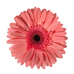 gerbera pink isolated on white