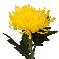 Fototapeta premium Large yellow chrysanthemum on a white isolated background.