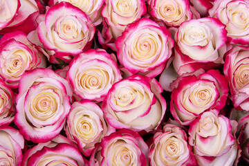 beautiful background pink roses