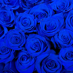 beautiful background blue roses