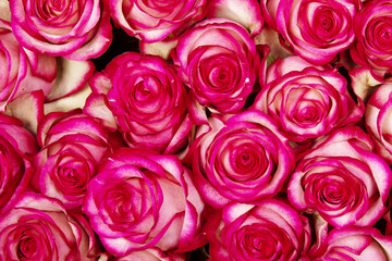 beautiful background pink roses