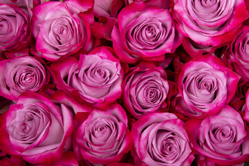 beautiful background pink roses